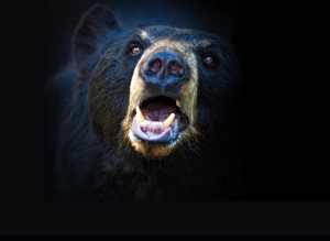 bear